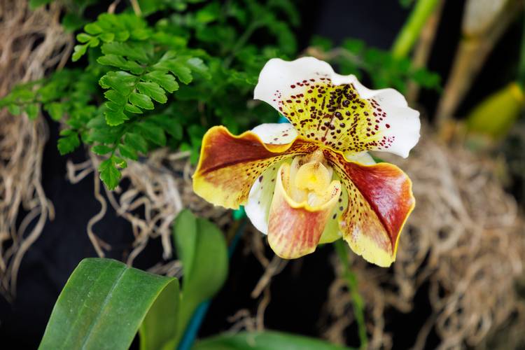 Cypripedium calceolus